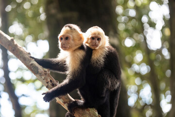 baby monkey clinging to mother monkey in costa rica jungle