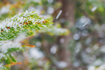 Spruce branch during snowfall. Close-up on a blurred background.