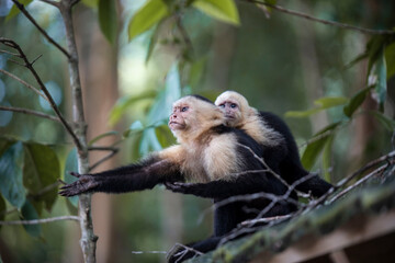 baby monkey clinging to mother monkey in costa rica jungle