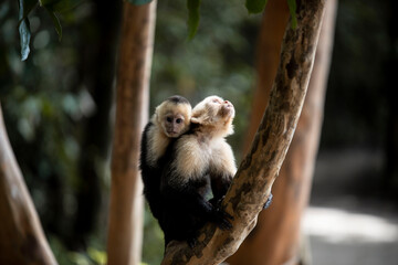 baby monkey clinging to mother monkey in costa rica jungle