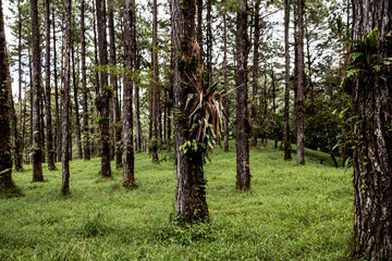 Naklejka premium magical exotic forest in costa rica