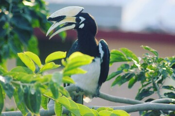 Hornbill on a tree 
