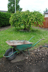 Close Up of Old Wheelbarrow and Small Tree in Garden 