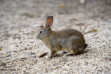 Fototapeta premium Little European rabbit, on the island of Ohkunoshima in Hiroshima Prefecture. Japan
