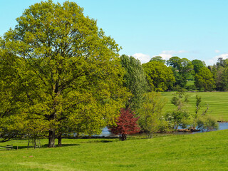 Fototapeta na wymiar Beautiful trees and the edge of a lake in a green park in Ripley, North Yorkshire, England, on a sunny day with a blue sky