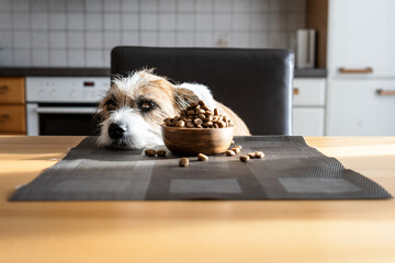 Kleiner Terrier Hund mit einer Schüssel Trockenfutter auf einem Küchentisch. Nahrung verweigern,...