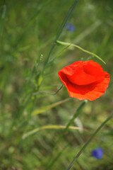 Bright red poppy flower. Wild flower with red petals.