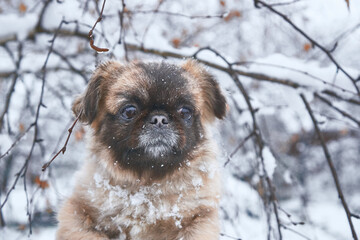 Close-up portrait of a small Pekingese dog with a dark muzzle on a blurred background. Lovely pets in winter. The concept of pets, winter. Photo of a dog for a shelter.