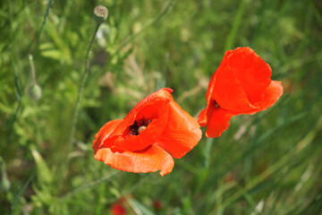 Fototapeta na wymiar Large red poppies close up. Wildflowers with red petals.
