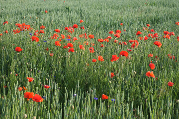 Red poppy flowers in the summer field. Beautiful red wildflowers.