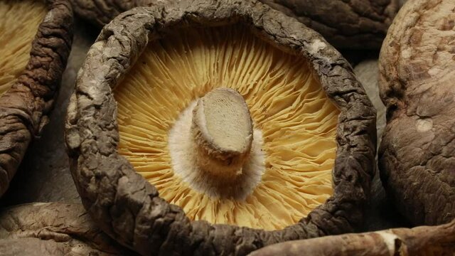 Group of dried whole shiitake mushrooms close up full frame