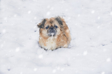Obraz premium Old brown Pekingese dog sits in the snow. A small dog freezes in winter without clothes. The concept of pets, winter, pet clothes.