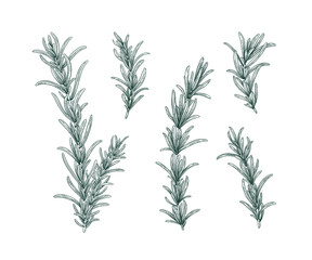 Line art rosemary branches set. Sketch floral illustration isolated on white background. Hand drawn line art retro botanical clipart. Aroma herbs drawing collection. Elegant set of floral elements.