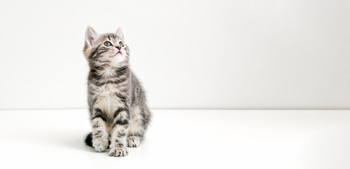 Small tabby kitten on white background. Cute gray cat kid animal with interested, question facial face expression look side. Long web banner with copy space