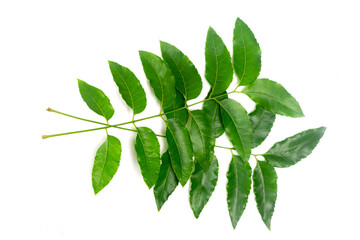 Medicinal neem leaf isolated on white background. Green leaf in South East Asia. Azadirachta indica var. siamensis valeton. 