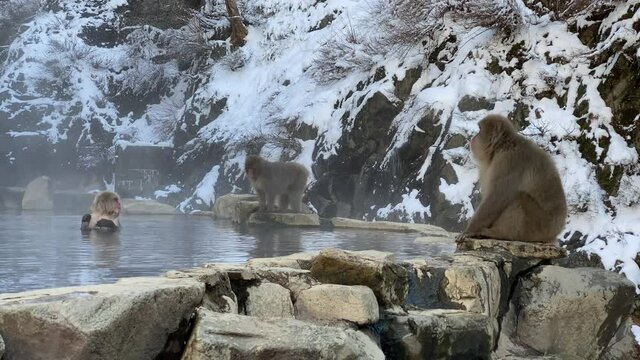 Japanese snow monkey enjoys an outdoor bathe and relaxing in onsen hot springs at winter. A wild macaque that enters a warm pool located in Jigokudan Park, Nakano, Japan. -Dan