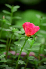red flowers with yellow petals