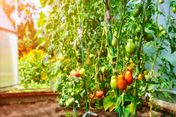 Growing tomatoes at home in a greenhouse, in the garden near the house. The concept of organic food, healthy food and favorite Hobbies.
