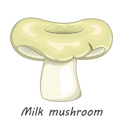 Vector mushroom isolated on white. Edible milk mushroom. Flat cartoon style