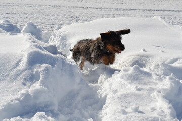 teckel dans la neige, petit chien dans une couverture