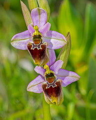 Orchidea, Ophrys tenthredinifera