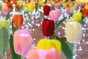 Tulips in the garden and bokeh background