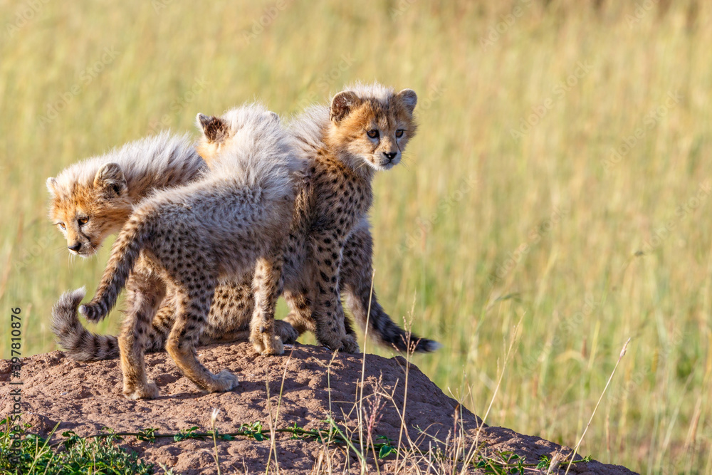 Poster Young Cheetah cubs on a termite mold