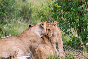 Naklejka na ściany i meble Lioness cuddling with her cubs