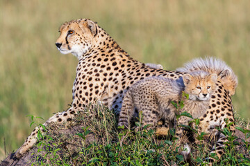 Gepard female with small cubs on the savannah lying and resting