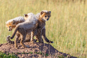 Young Cheetah cubs on a termite mold