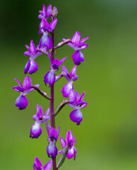 Orchidea, Anacamptis laxiflora
