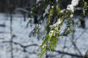 Christmas tree branch covered with snow. Snow glistens in the sun