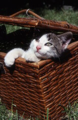 Fototapeta na wymiar cat in a basket