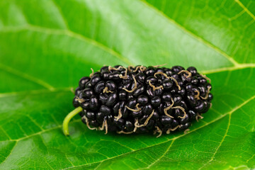 mulberry on green leaf background