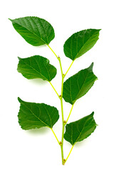 Fototapeta premium mulberry Branches with leaf isolated on white background