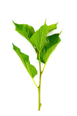 mulberry Branches with leaf isolated on white background