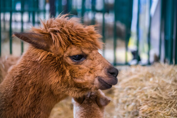 Portrait of brown alpaca head at agricultural animal exhibition, trade show - close up. Farming, agriculture industry, livestock and animal husbandry concept