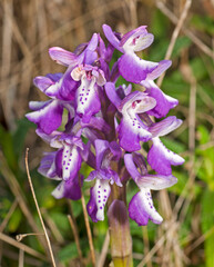 Anacamptis longicornu