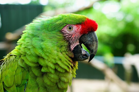 Portrait of endangered parrot Great green macaw. Buffon's macaw.