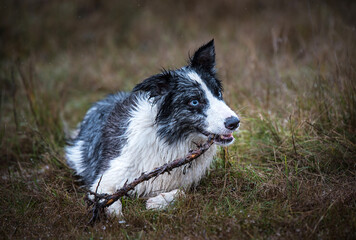 Border collie play with a stick in the park