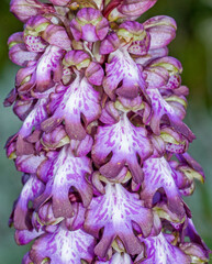 Orchidea, Barlia robertiana 