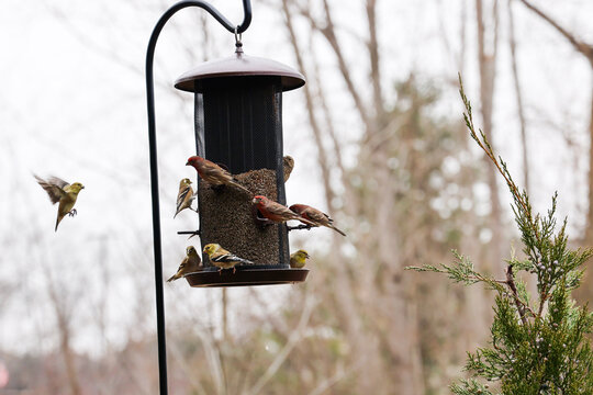 11 226 Best Finch Flying Images Stock Photos Vectors Adobe Stock