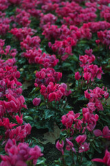 texture of beautiful plants with green leaves and pink flowers planted in quarry lun
