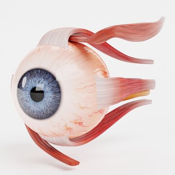Realistic 3D Render of Eye Muscles Model