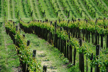 Fototapeta na wymiar Grapevines in the vineyards in spring