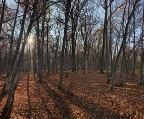 autumn in the forest