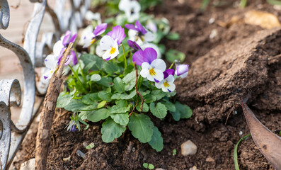 spring flowers in the garden