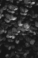 Black leaves background