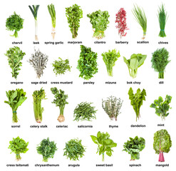 collection of various kitchen herbs with names (cilantro, thyme, oregano, chives, sorrel, spinach,...