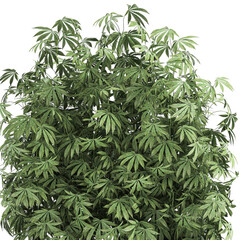 Cannabis in a black pot on a white background